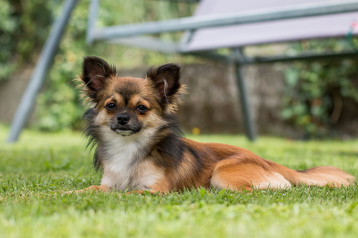 brown and white Chihuahua on grass field