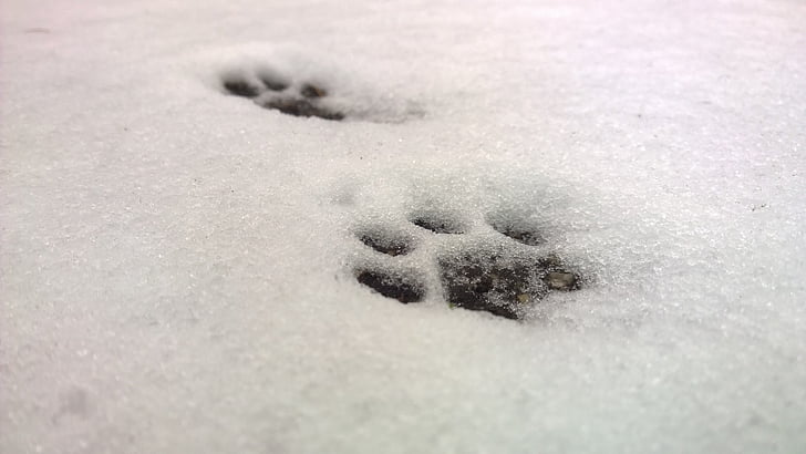 paw marks on snow coated ground