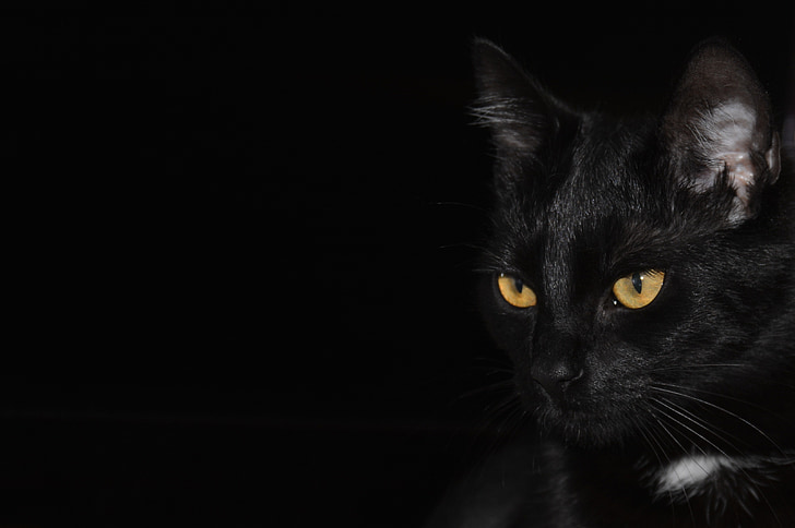 close-up photography of bombay cat