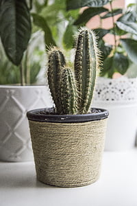 green cactus plant on black plant pot