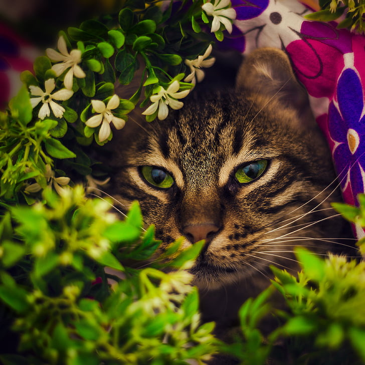 brown cat hiding on bush