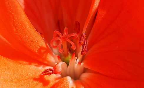 close-up photography of red petaled flower