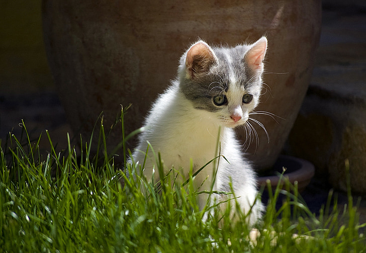 photography of cat on weeds