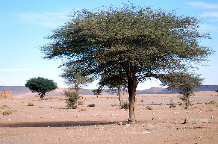 field of trees on desert