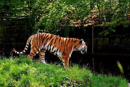 tiger standing on grass field