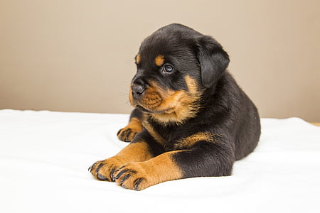 black and brown Rottweiler puppy