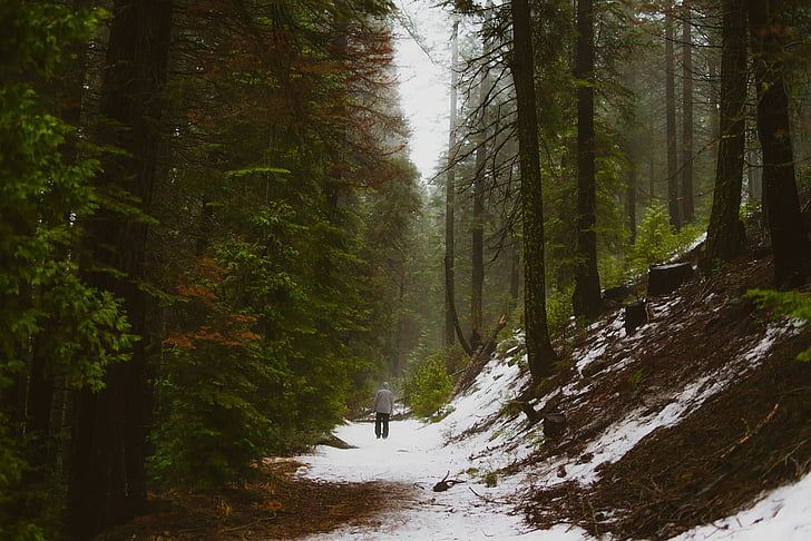 man walking on forest