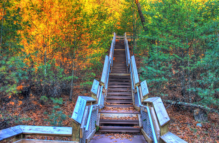 brown stair surrounded by trees