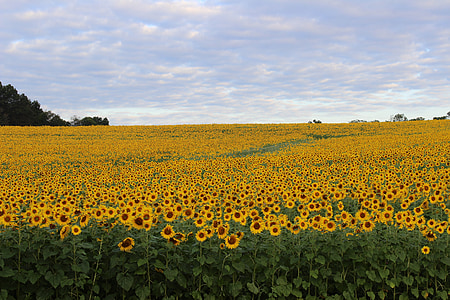 yellow sunflower field under white cloudy sky at daytime