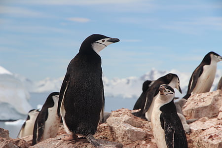 black-and-white penguins on brown rock