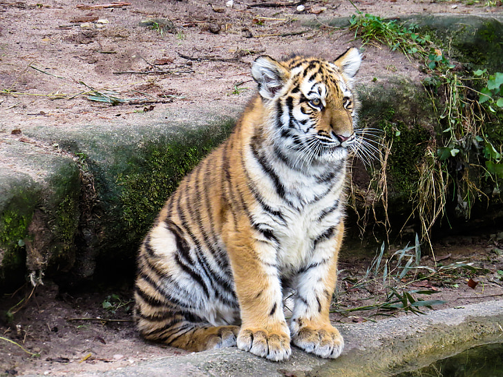 tiger sitting during daytime