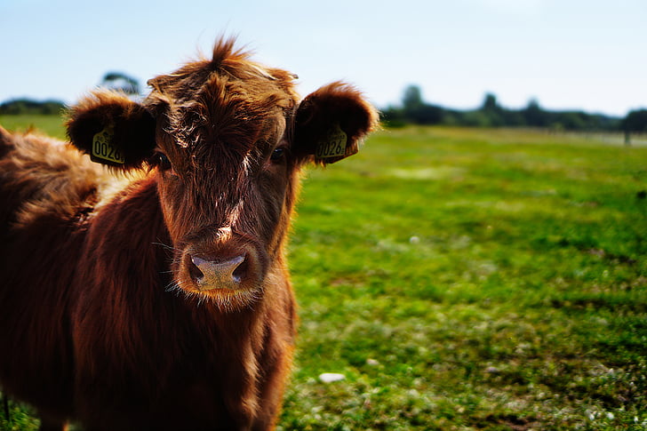 selective focus photography of brown cattle