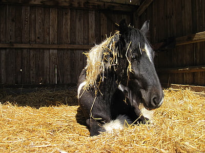 black horse on hay