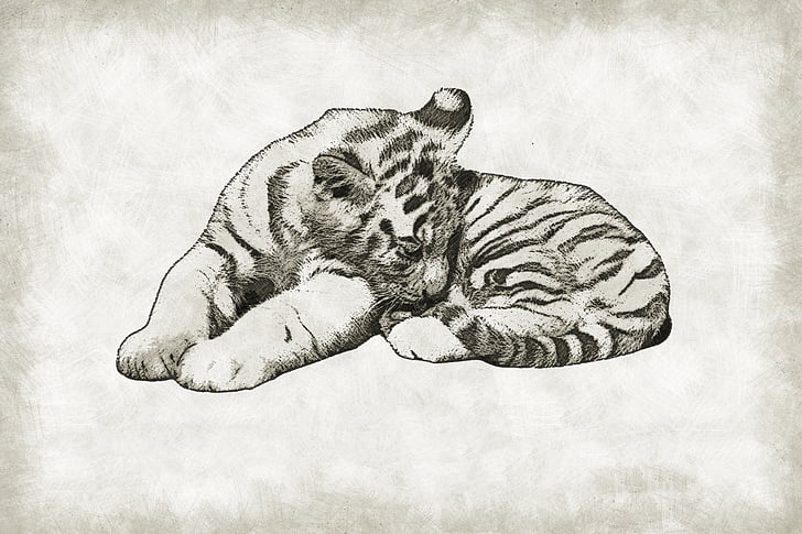 cute drawings of baby tigers
