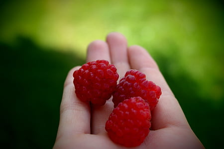 person holding red raspberry fruits