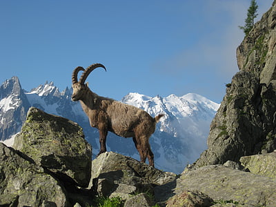 brown ram on top of grey rock