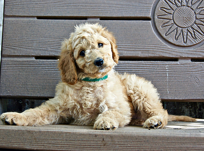 short-coated brown puppy laying on brown bench