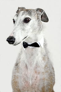 short-coated white and gray dog photography