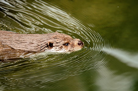 brown otter on body of water
