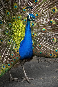 peacock displaying his feathers