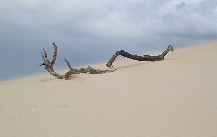 grey driftwood on white sand