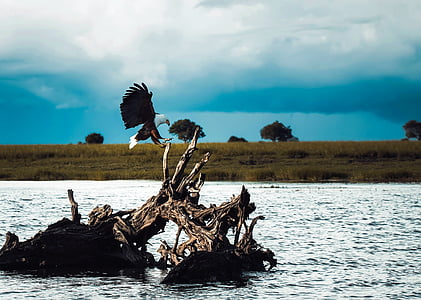 bald eagle about to perch on driftwood on body of water near land during day