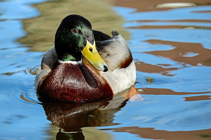 Royalty-Free photo: Mallard duck in body of water | PickPik