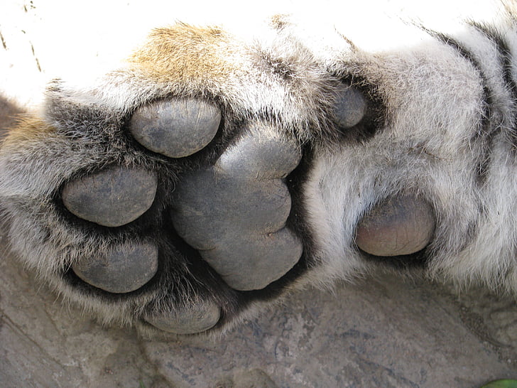 closeup photo of animal paw
