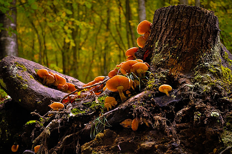 orange mushroom sprouts on brown tree's roots closeup photo