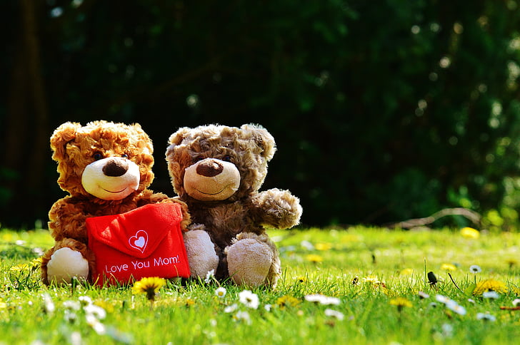 two brown bear plush toys on green grass