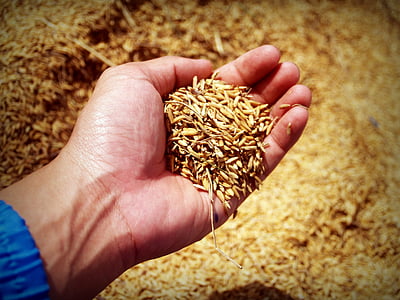 brown rice husk on person's hand
