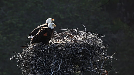shallow focus photography of two bald eagles on top of nest