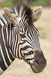 close-up photo of Zebra