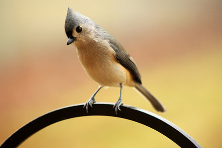 selective focus photography of tufted titmouse