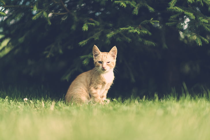 orange tabby kitten sitting on grass during daytime