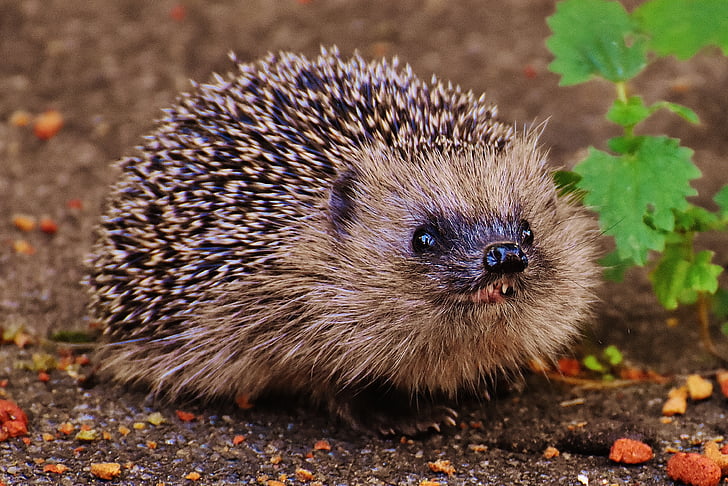 shallow focus photography of brown and black hedgehog