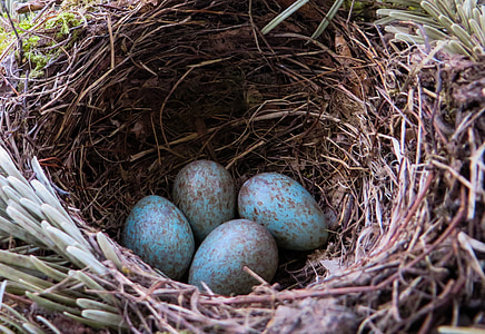 shallow focus photography of blue eggs in nest