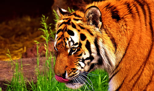 orange Bengal tiger