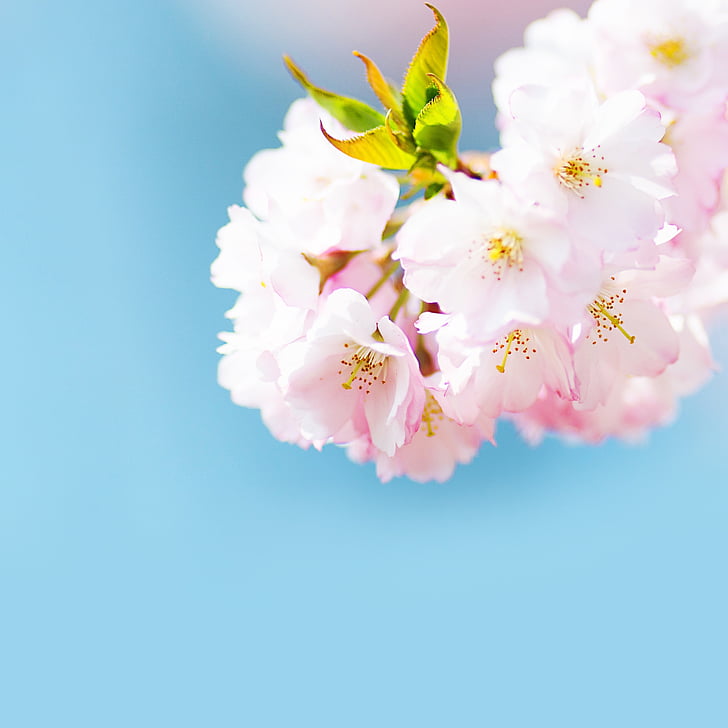 selective focus photography pink cherry blossom flower