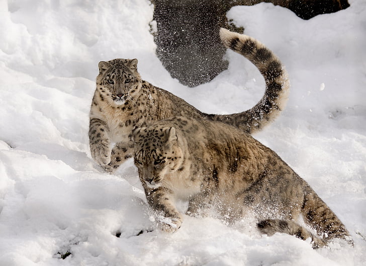 two leopards running in snow field