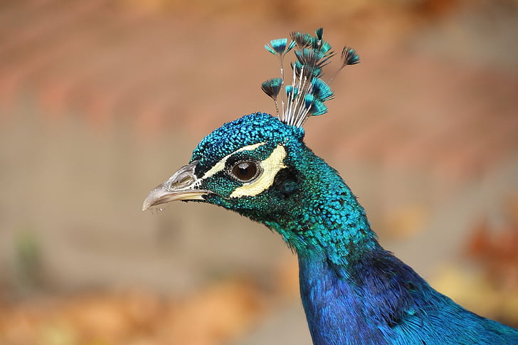 peacock head in macro shot photography