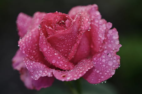 pink rose with dewdrops macro photography