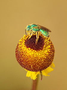 green and brown cuckoo wasp perched on yellow flower