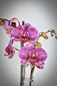 selective focus photography of orchid flower