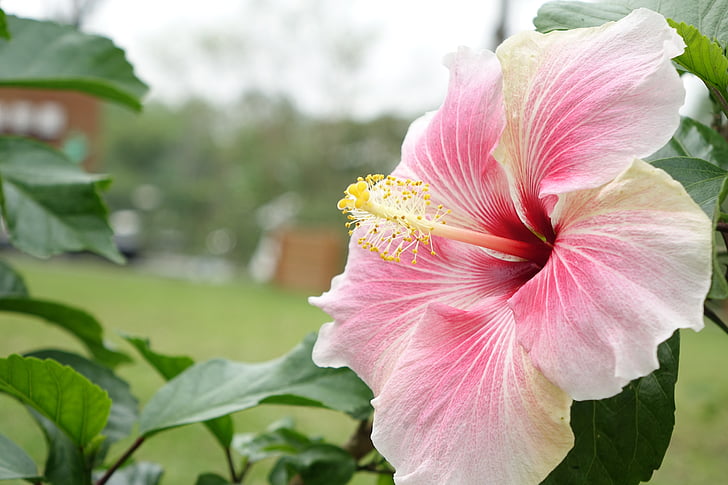 selective focus photography of pink hibiscus flower
