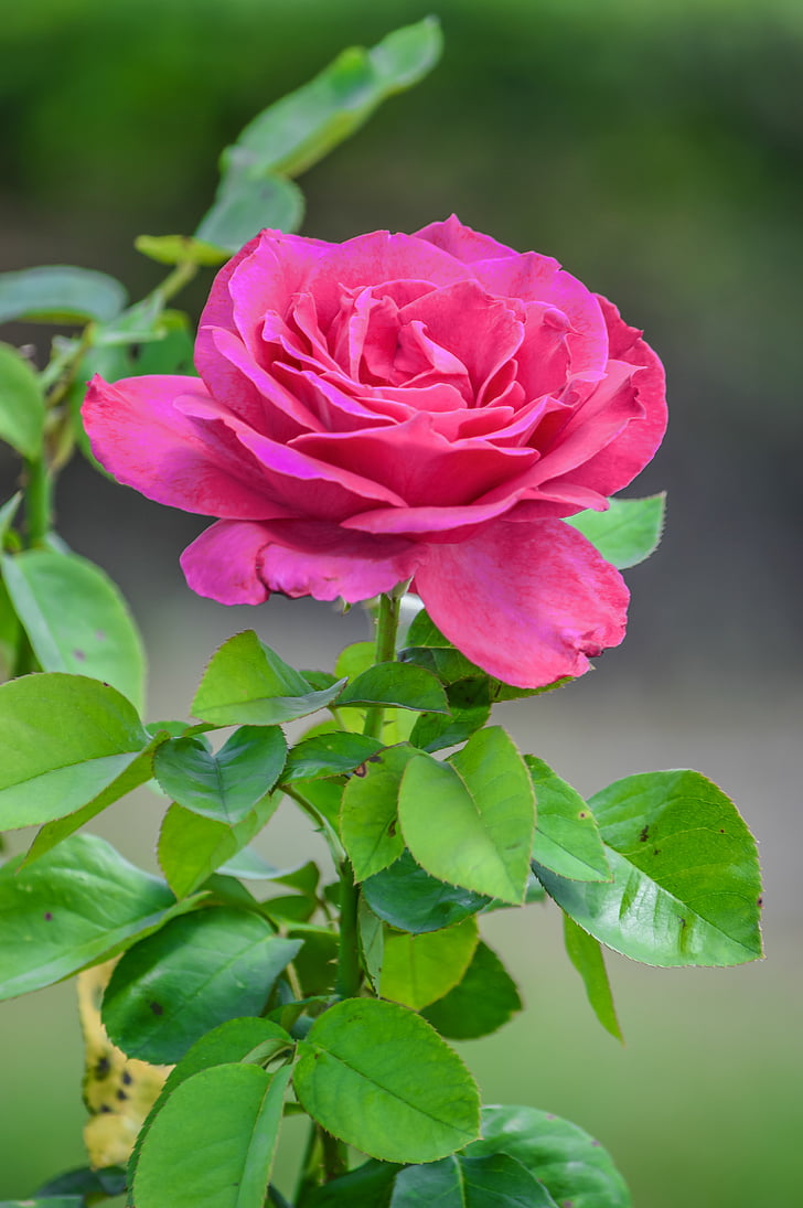 pink flowering rose plant