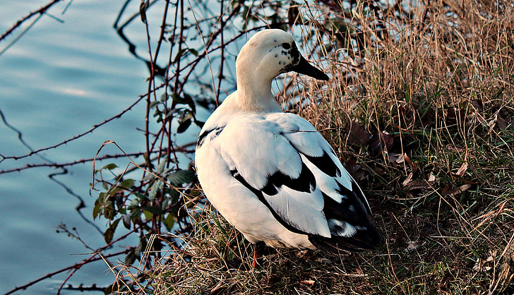 white and black duck standing beside body of water