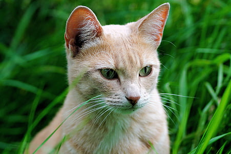 orange tabby cat surrounded by green grass