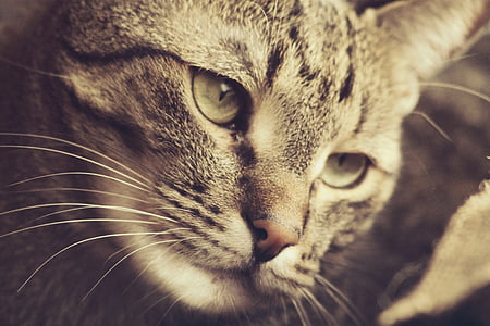 close-up photography of tabby cat