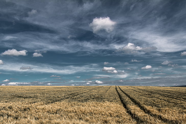landscape photography of hay field